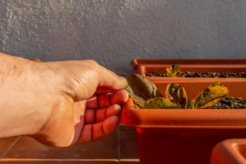 Man's hand picking up a developing purple lettuce planted in a plastic pot in Stock Photos