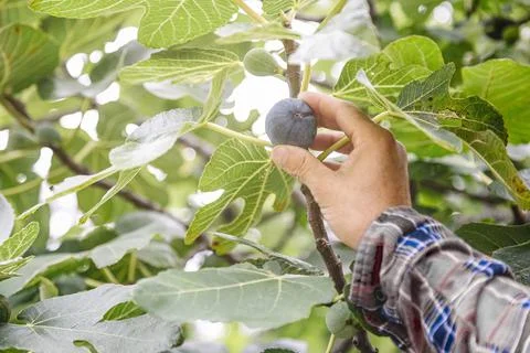 Man's hand picking fig from tree Stock Photos