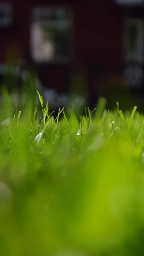 Man's hand picking a lonely yellow dandelion among the green fresh grass Stock Footage 294985332