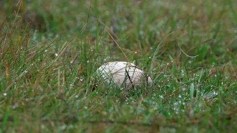 Man's hand picking mushrooms in spring field Stock Footage 165099080
