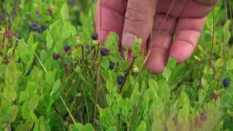 Man's hand picking wild blueberries in the woods Video stock 249334114