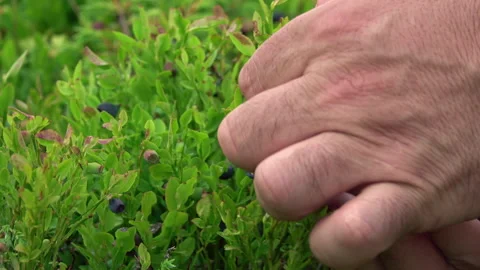 Man's hand picking wild blueberries in the woods Stock Footage 249334375