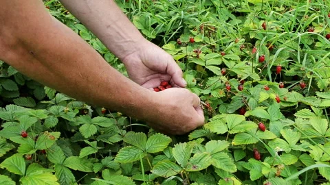 Man's hand picking wild strawberries in the grass close up. Stock Footage 101544845