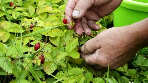 Man's hand picking wild strawberries in the grass close up. Stock Footage 101544852