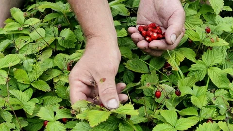 Man's hand picking wild strawberries in the grass close up. Stock Footage 101544877