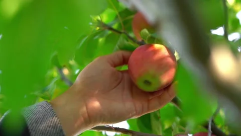 Man's hand picks an apple growing on a tree. Apple harvest in green leaves Stock Footage 166826939