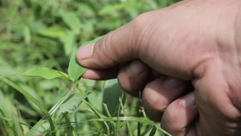 A man's hand picks grass Video stock 239885093