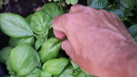 Man's hand picks a leaf from a basil plant. Stock Footage 195947919