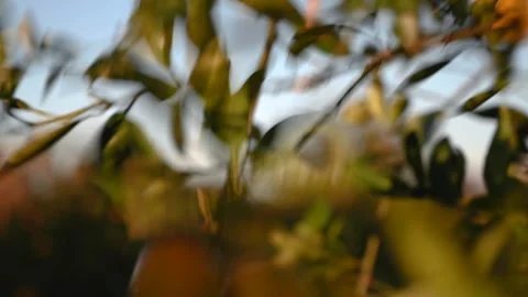A man's hand picks an orange in the garden 1 Stock Footage 265242671