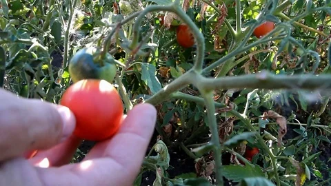 Man's hand picks a small tomato from a bush, close plan Stock Footage 101650872