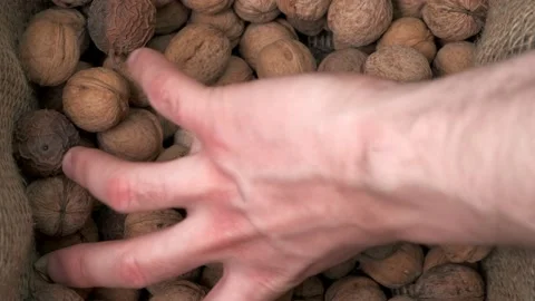 A man's hand picks up walnuts from a canvas bag Stock Footage 150173820