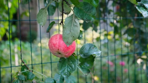 A man's hand plucks a red apple from a branch Stock Footage 285325033