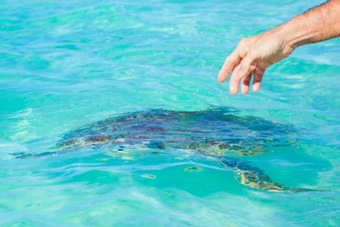 A man's hand points to a sea turtle in the ocean. Concept danger of touching Stock Photos