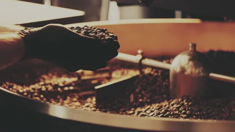 Man's hand pours coffee beans near the roaster Stock Footage 157104364