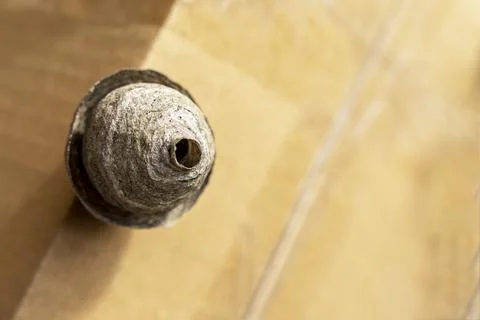 Man's hand in a protective work glove removes a wasps nest Stock Photos