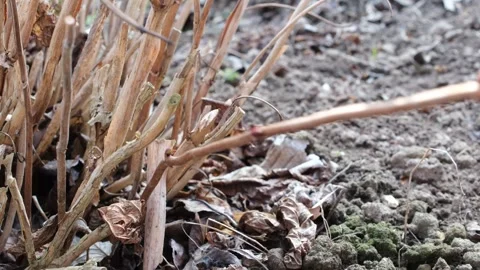 Man's hand pruning a hydrangea shrub with a pair of garden shears. Stock Footage 331455427