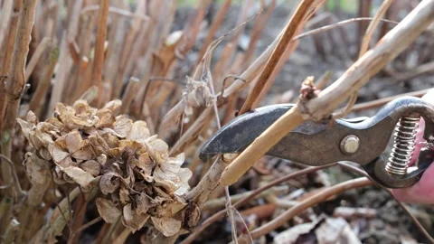 Man's hand pruning a hydrangea shrub with a pair of garden shears. Stock Footage 331566854