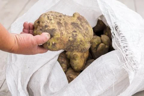 The man's hand pulls out of the bag a huge potato. Big harvest Stock Photos