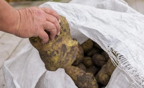 The man's hand pulls out of the bag a huge potato. Big harvest Stock Photos