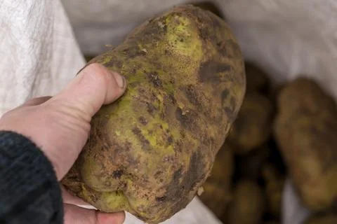 The man's hand pulls out of the bag a huge potato. Big harvest Stock Photos