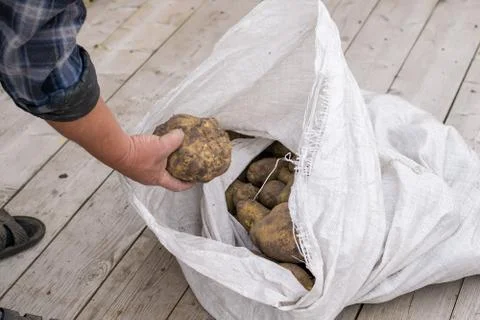 The man's hand pulls out of the bag a huge potato. Big harvest Stock Photos