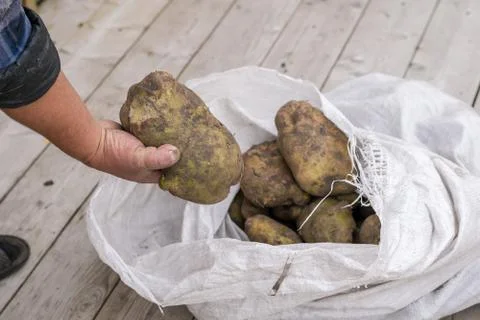 The man's hand pulls out of the bag a huge potato. Big harvest Stock Photos