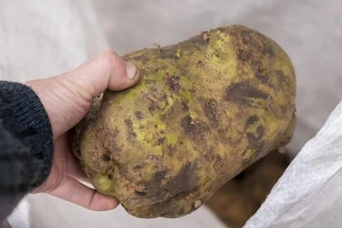 The man's hand pulls out of the bag a huge potato. Big harvest Stock Photos