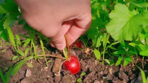 A mans hand pulls a red radish from a vegetable garden bed close-up in slow Stock Footage 310765524