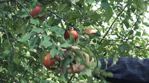 Man’s hand quickly picked in turn two red apples from the tree Stock Footage 119206521