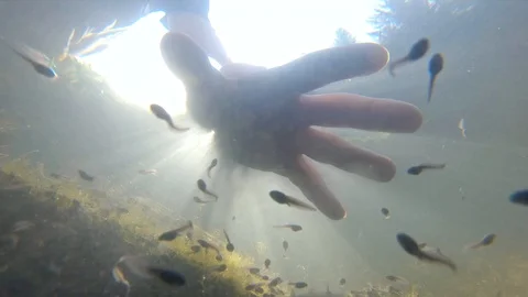 Man’s hand reaching into water full of frog tadpoles Stock Footage 102579474