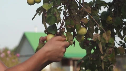 A man's hand removes an apple from a tree branch. autumn. harvesting. on the Stock Footage 161984099