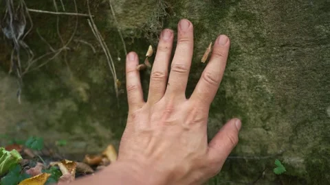 A mans hand rests on moss-covered rock, where the hand explores the rocks Video stock 317997771