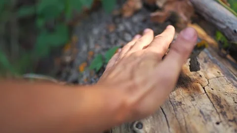 A mans hand rests on a tree trunk, with the hand pressing against the tree bark Video stock 317997665