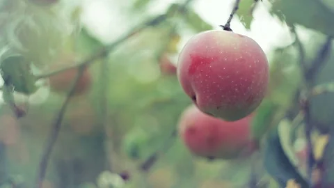 A man's hand rips a red Apple from a branch Stock Footage 102154520
