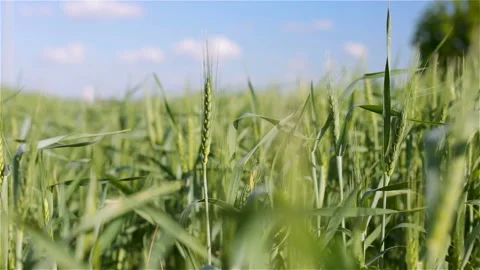 Man's Hand Running Through Wheat Field Stock Footage 123699450