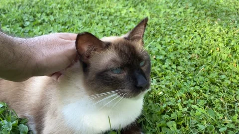 Man's hand scratching the head of a siamese cat Stock Footage 248963093