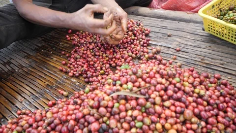 A man's hand segregating ripe and raw coffee cherries on a bamboo table. Stock-Footage 125055836