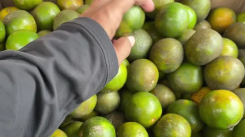 A man's hand selects ripe yellowish green oranges at a fruit vendor Stock Footage 335125012