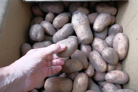 A mans hand sorting through potatoes in a box Stock Photos