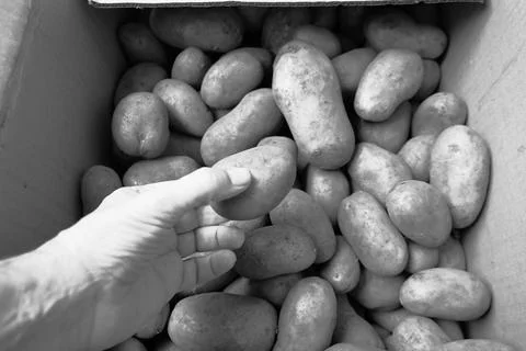 A mans hand sorting through potatoes in a box Stock Photos