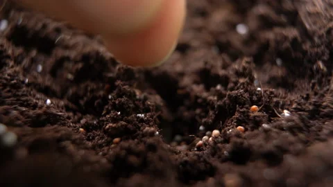 A man's hand sows seeds in the garden 스톡 동영상 232120853