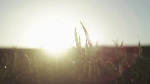 Man's hand spends on the ears of corn Stock Footage 76325644