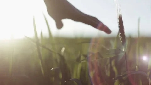 Man's hand spends on the ears of corn Stock Footage 76325646