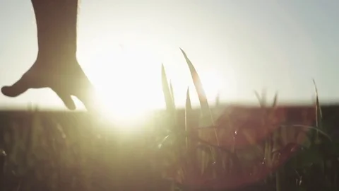 Man's hand spends on the ears of corn Stock Footage 76325647