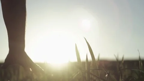 Man's hand spends on the ears of corn Stock Footage 76325648