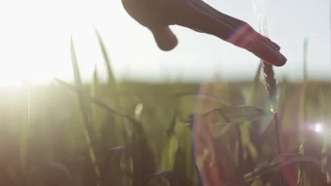 Man's hand spends on the ears of corn Stock Footage 76325649