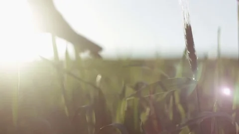 Man's hand spends on the ears of corn Stock Footage 76325654