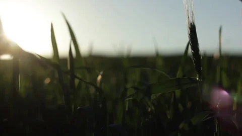 Man's hand spends on the ears of corn Stock Footage 76325655