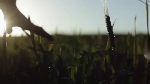 Man's hand spends on the ears of corn Stock Footage 76325661