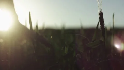 Man's hand spends on the ears of corn Stock Footage 76325663